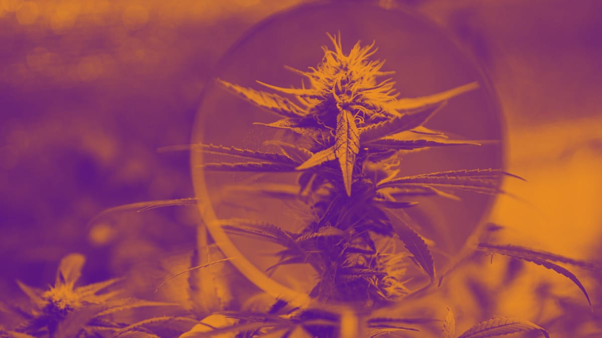 Cannabis Plant Magnified