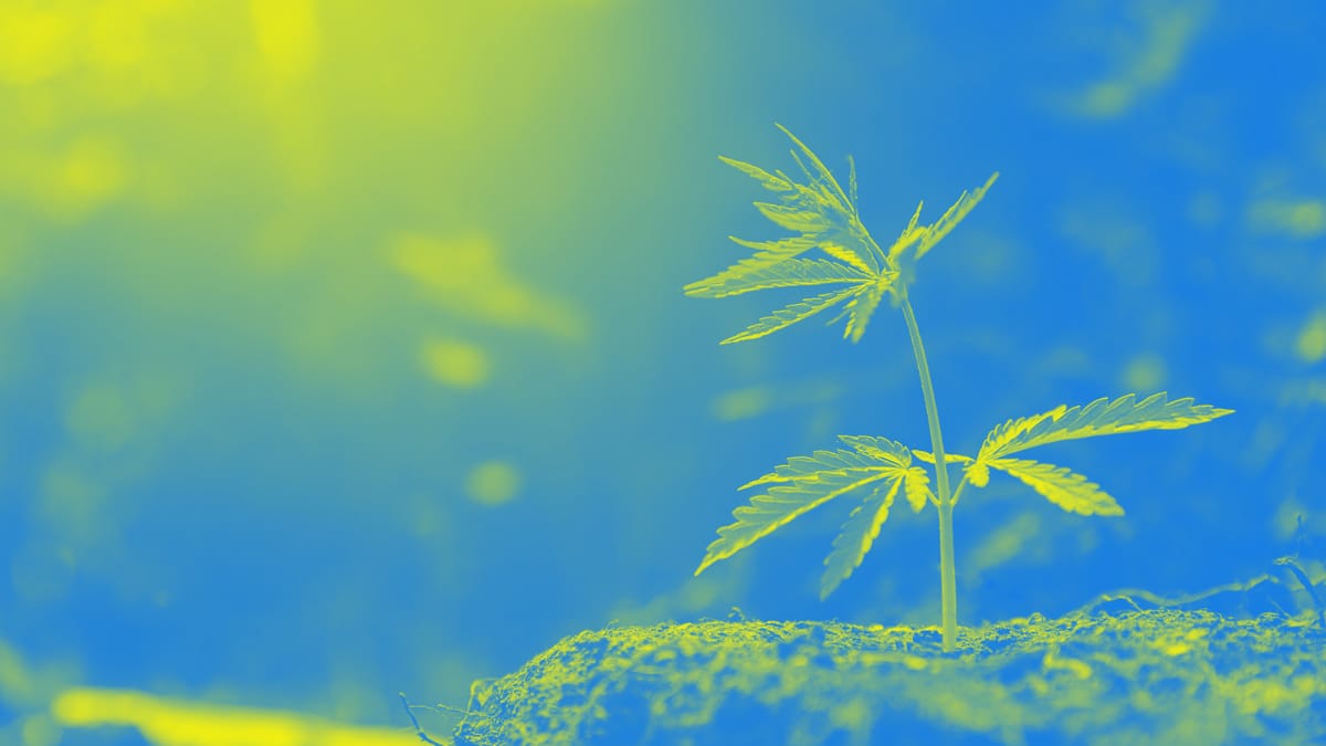 Cannabis Plant, The Common Plant Associated to the Word Stoner