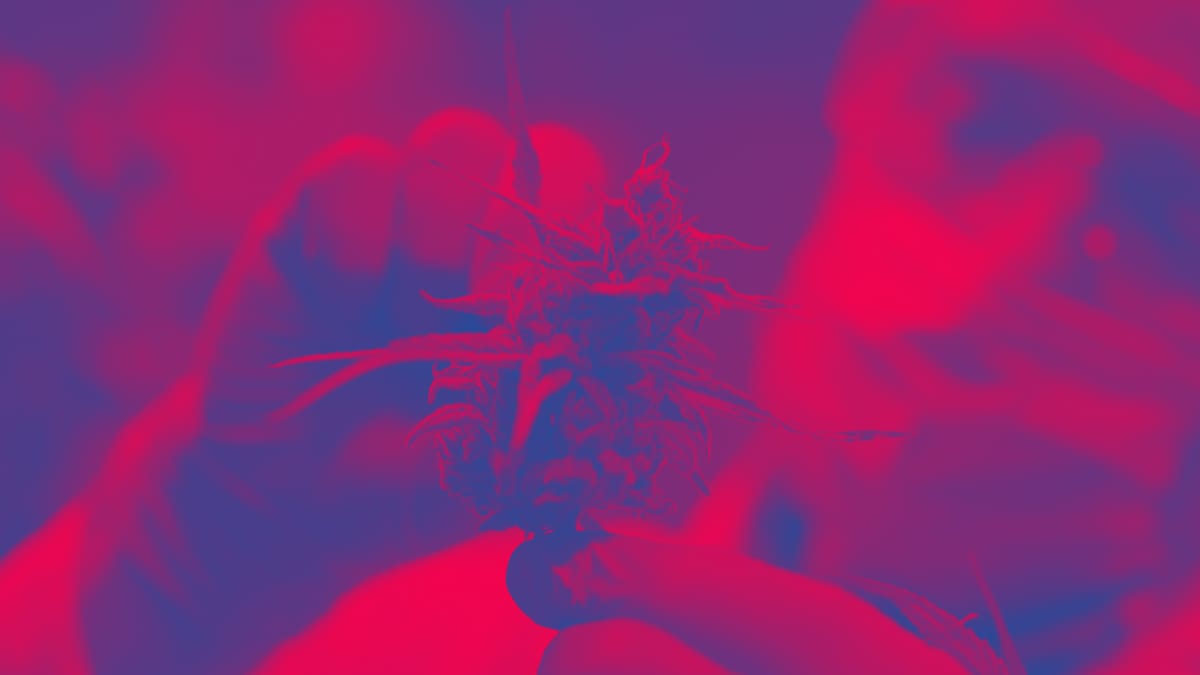 Doctor Studying Cannabis as a Medicine