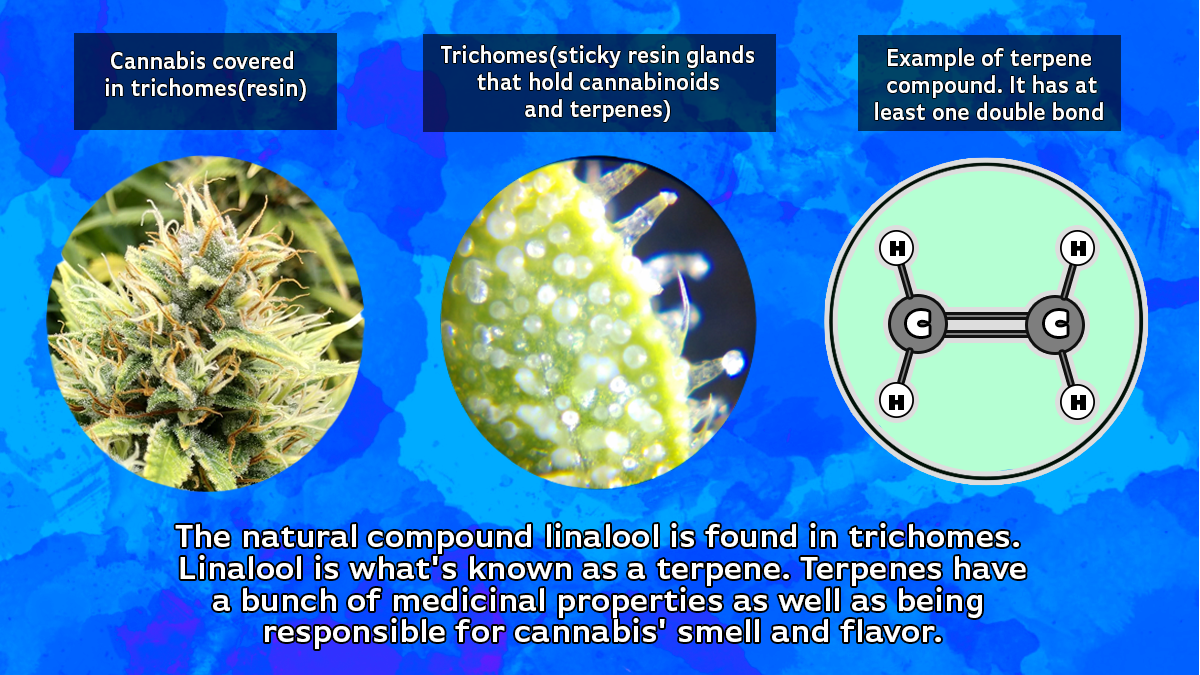 Linalool is found in trichomes along with many other terpenes and cannabinoids.