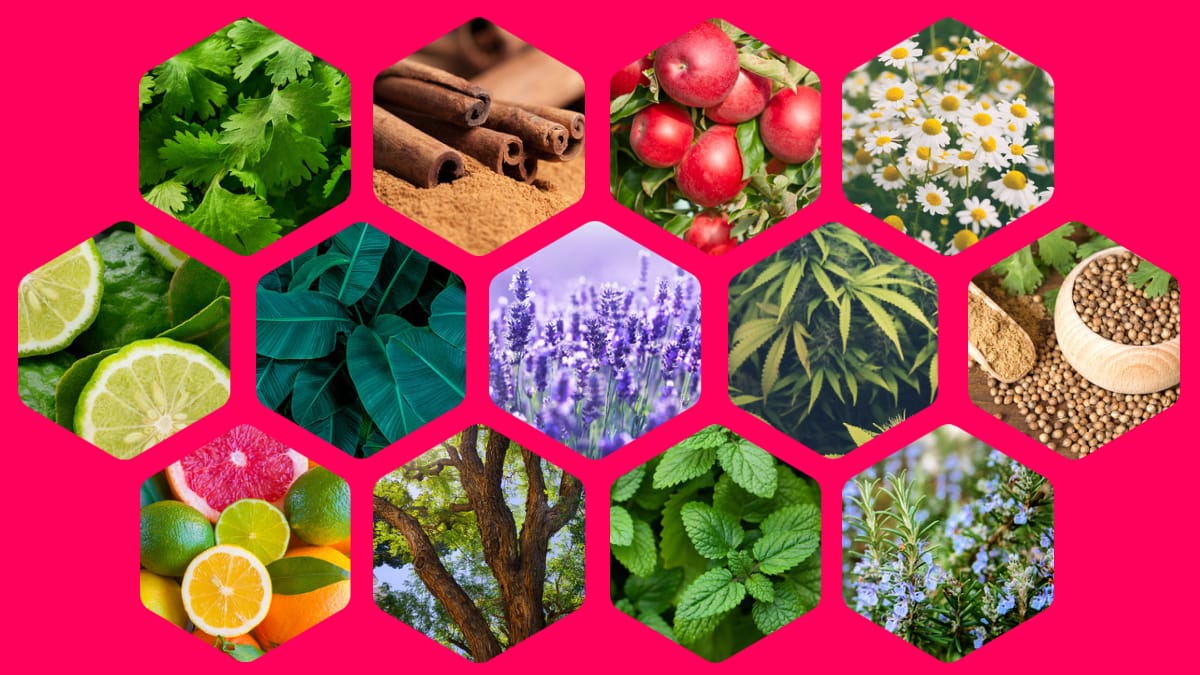 Linalool is found in very many things along with cannabis.