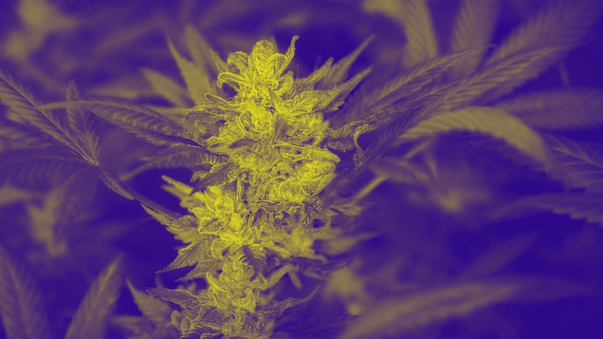 Myrcene has so many healing properties and benefits.