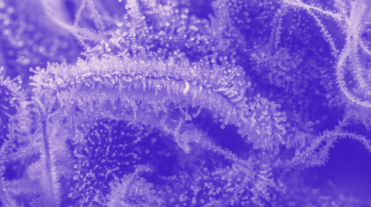 Sticky resin glands called trichomes