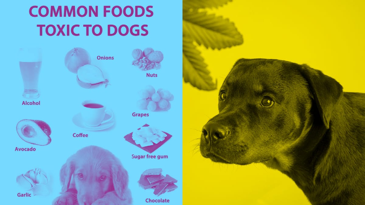 THC is Toxic To Dogs
