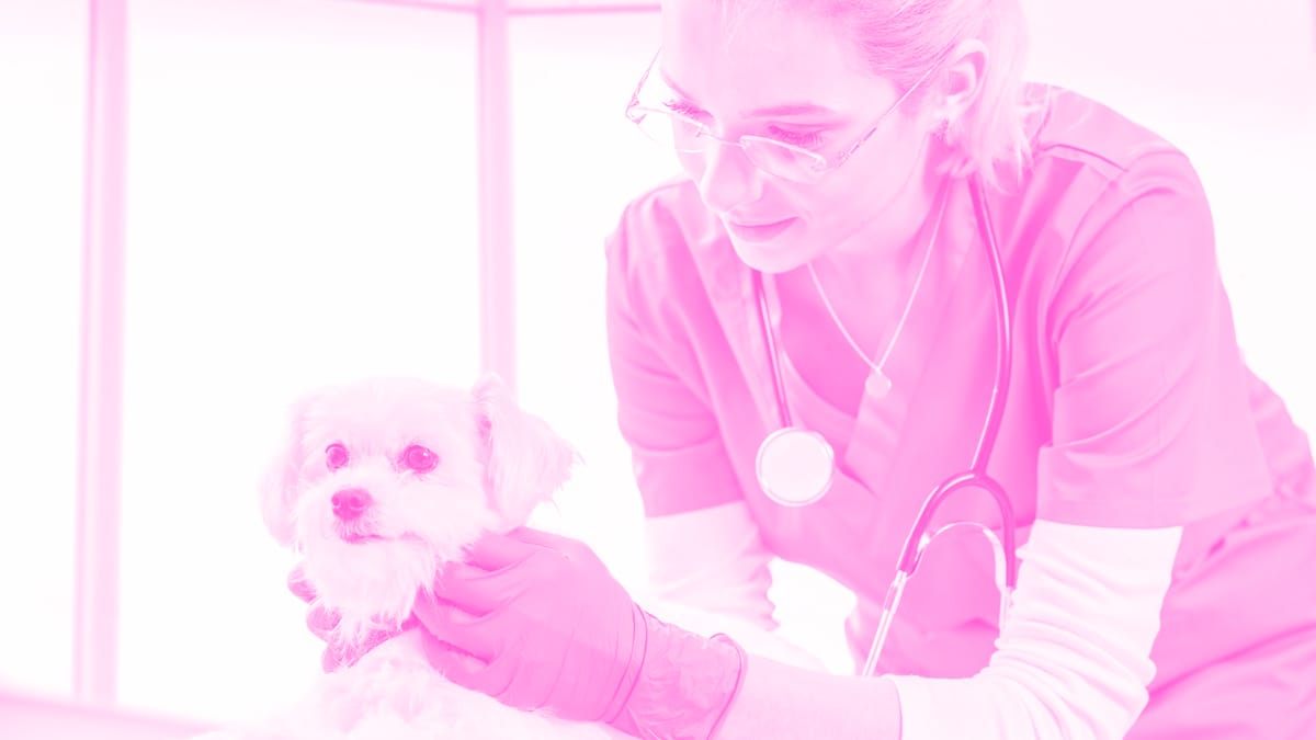 Vet Caring For Dog
