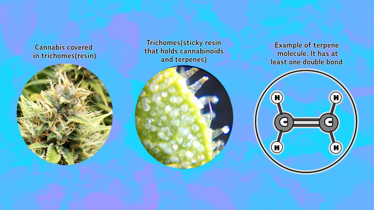 What are trichomes cannabinoids and terpenes.