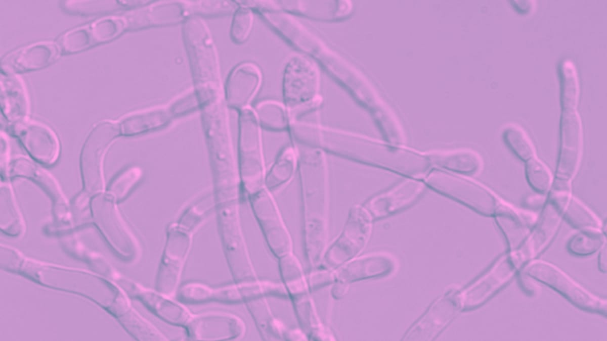Biotech Yarrowia lipolytica The Brain Yeast