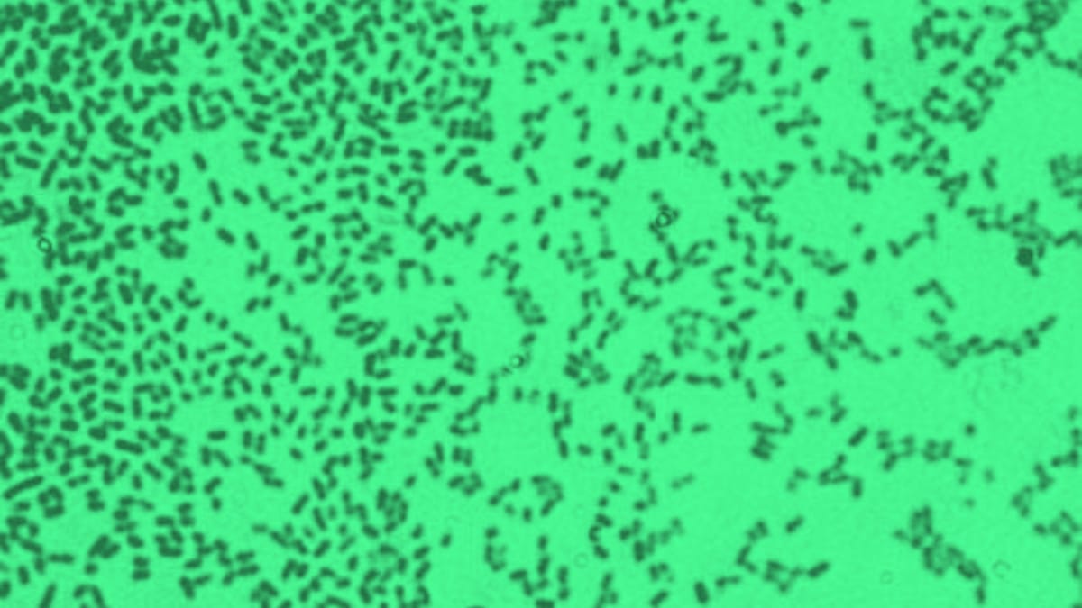 Biotechnology for Cannabinoid Production Using Zymomonas mobiliz