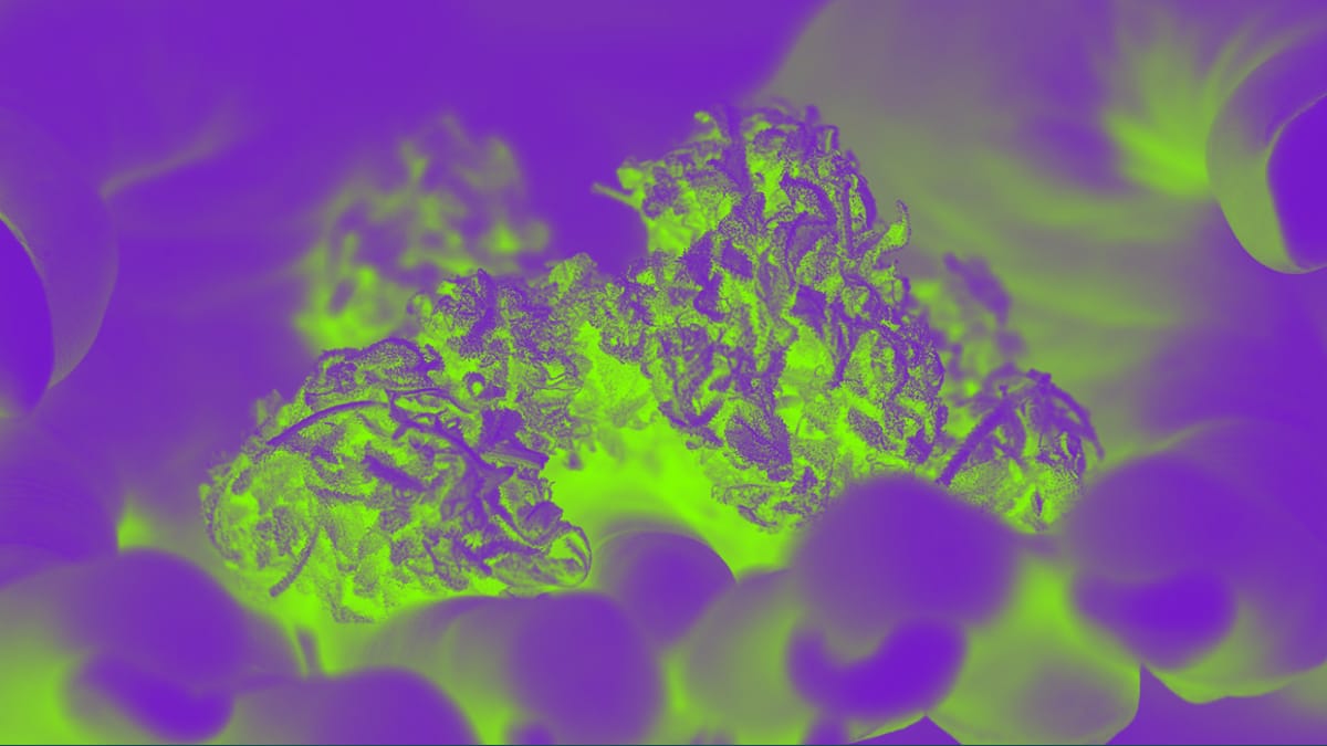 Cannabis strains that have a higher humulene content have been used for relaxation, creativity, pain management and more. 