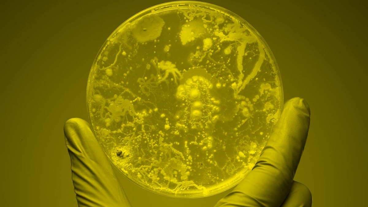 Microorganism Cannabinoid Production using Biotechnology