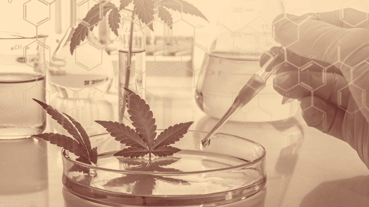 Pharmaceutical Cannabis Biotechnology