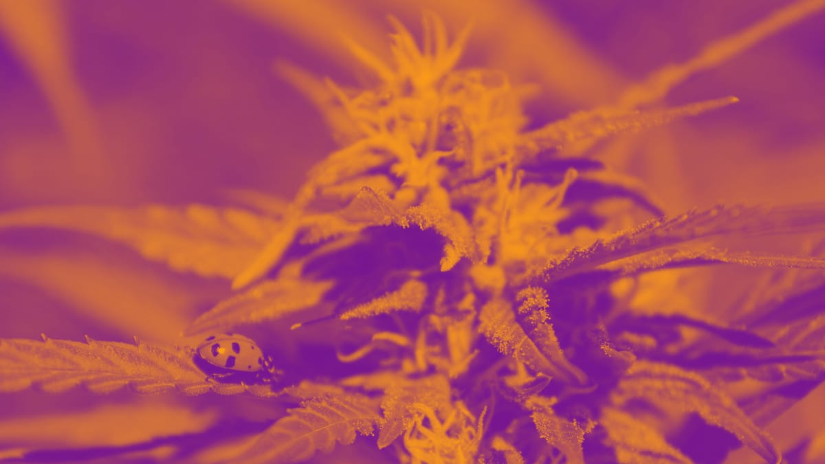 These trichomes are made as a part of cannabis’s defense system to ward off pests. It’s in these trichomes that we find humulene, other terpenes and cannabinoids. 