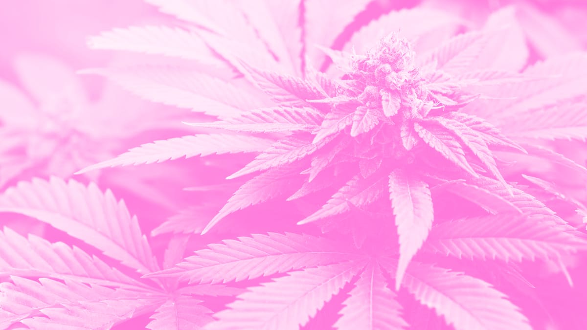 You can even find humulene in the leaves of various plants.