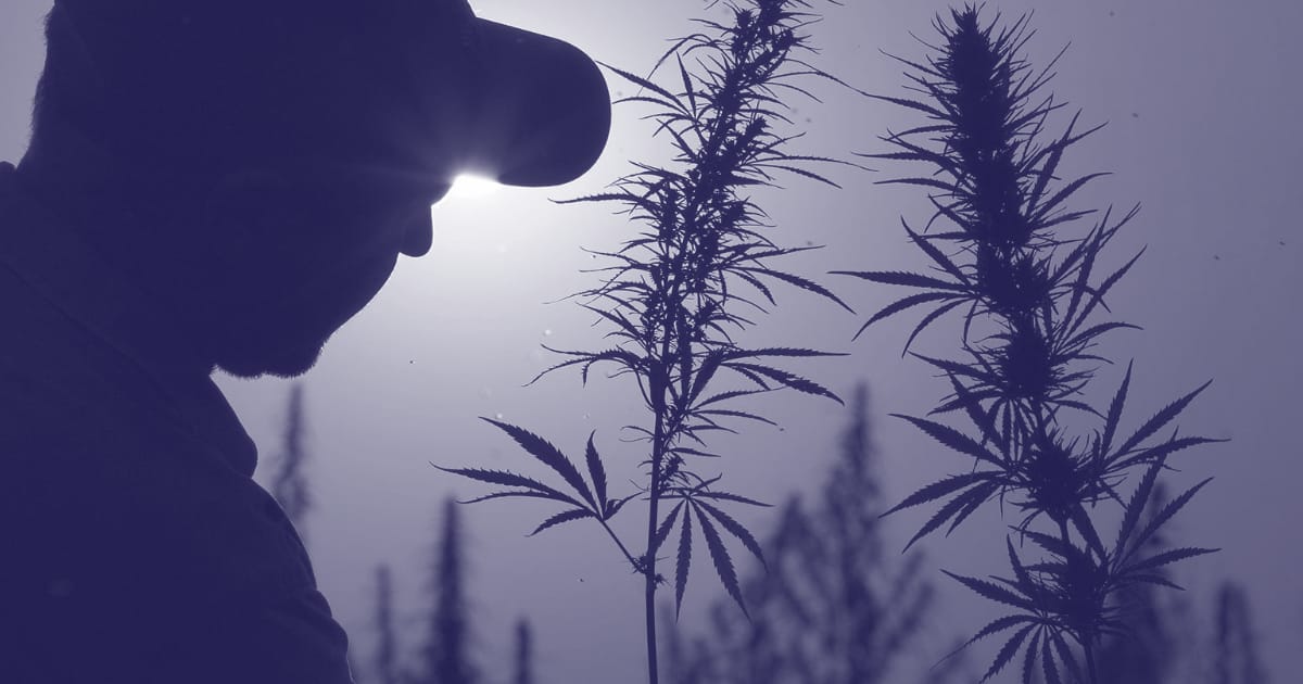 The Hemp Plant Grows Very Quickly, Which Leads to Cheaper Housing