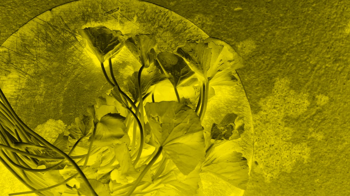 The Terpene Bisabolol is a Naturally Occurring Compound