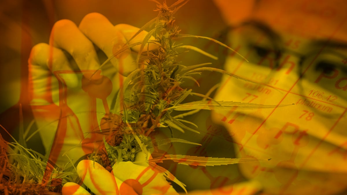 Cannabis Growing is a Complicated Science