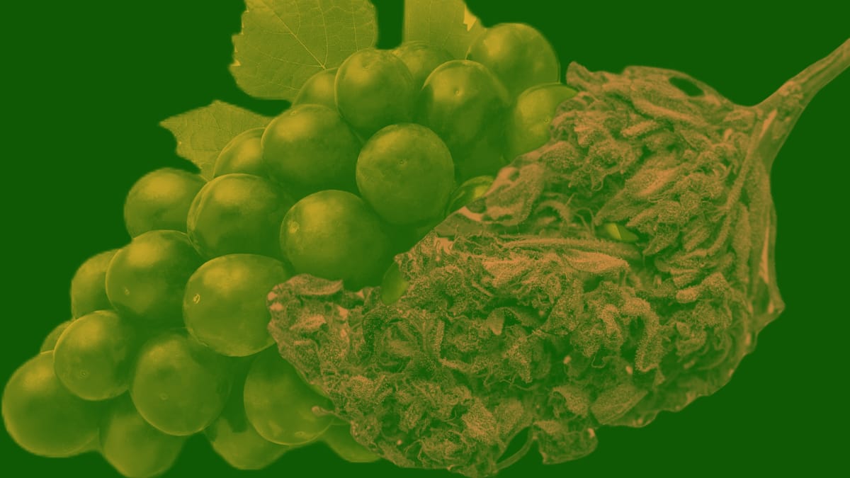 People who Enjoy Smoking Weed Could Become Just as Passionate About it as Wine Lovers are About Their Favorite Type of Wine