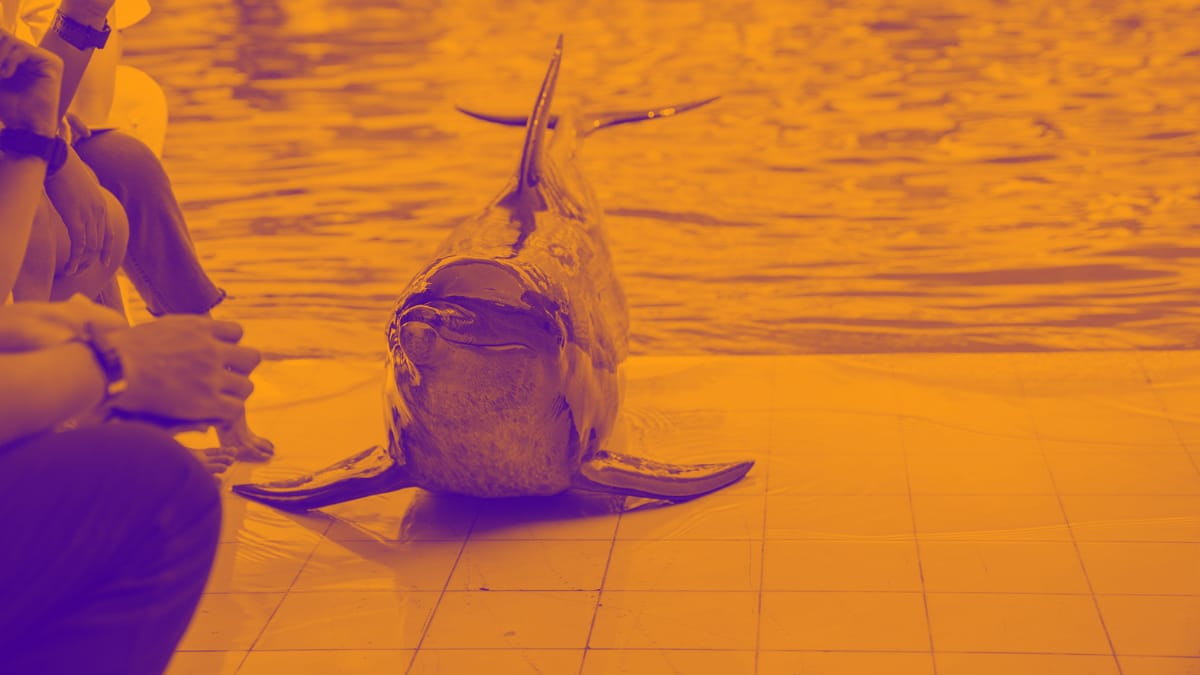 Humans and Dolphin Have Vulnerabilities