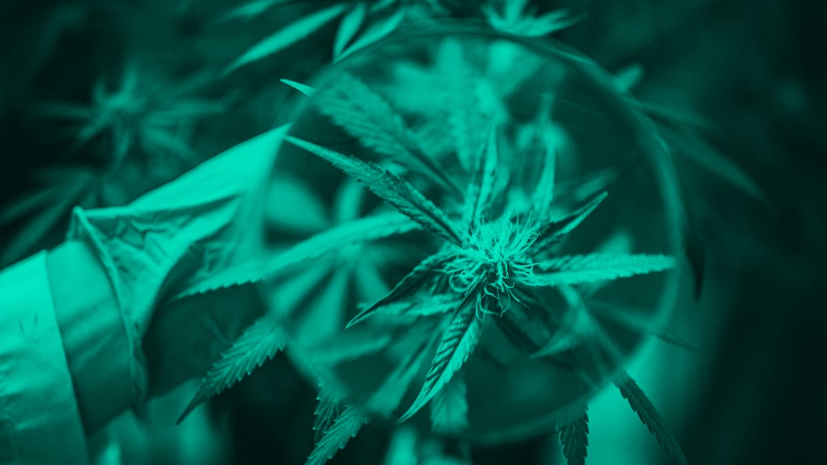 Cannabis Trichomes are initially clear.
