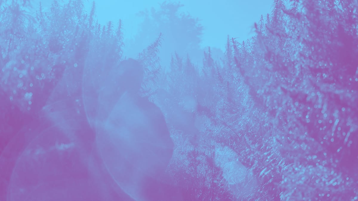 Synergistic interactions between the various compounds found in cannabis- Entourage Effect