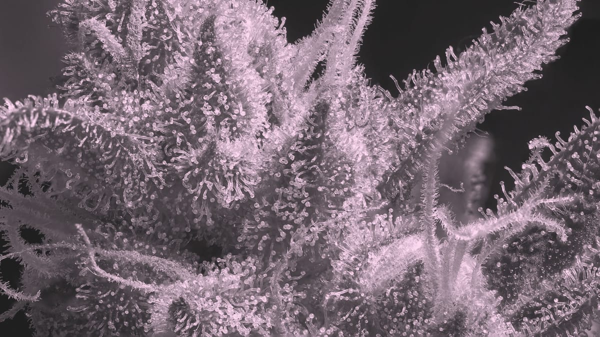 Trichomes are the tiny, crystal-like hairs on the cannabis plant.