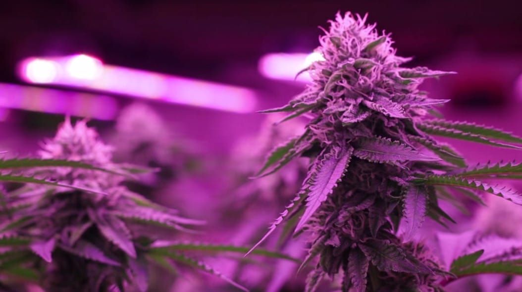 Gibby's Garden's Dedication to Quality and Positive Impact in the Cannabis Industry