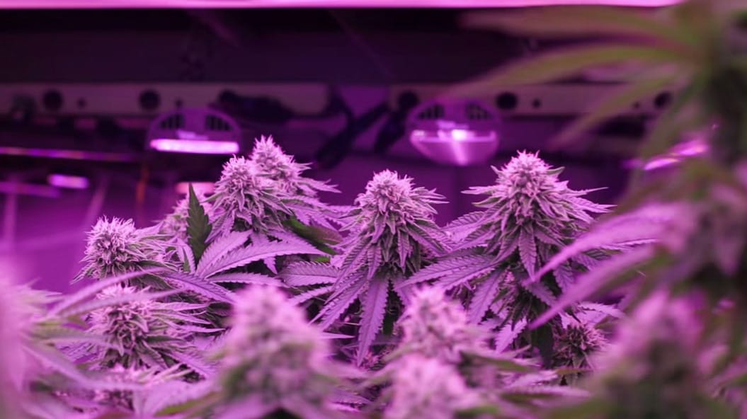 Gibby's Garden's Commitment to Quality and Consistency Across All Aspects of Their Operation
