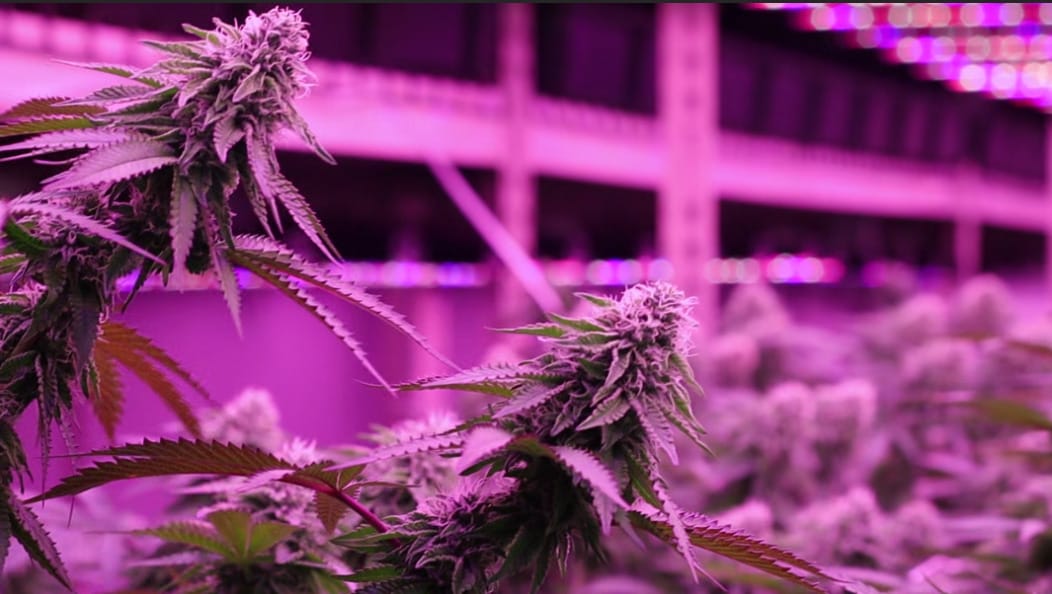 Provide Customers with Detailed Cannabinoid and Terpene Profiles: