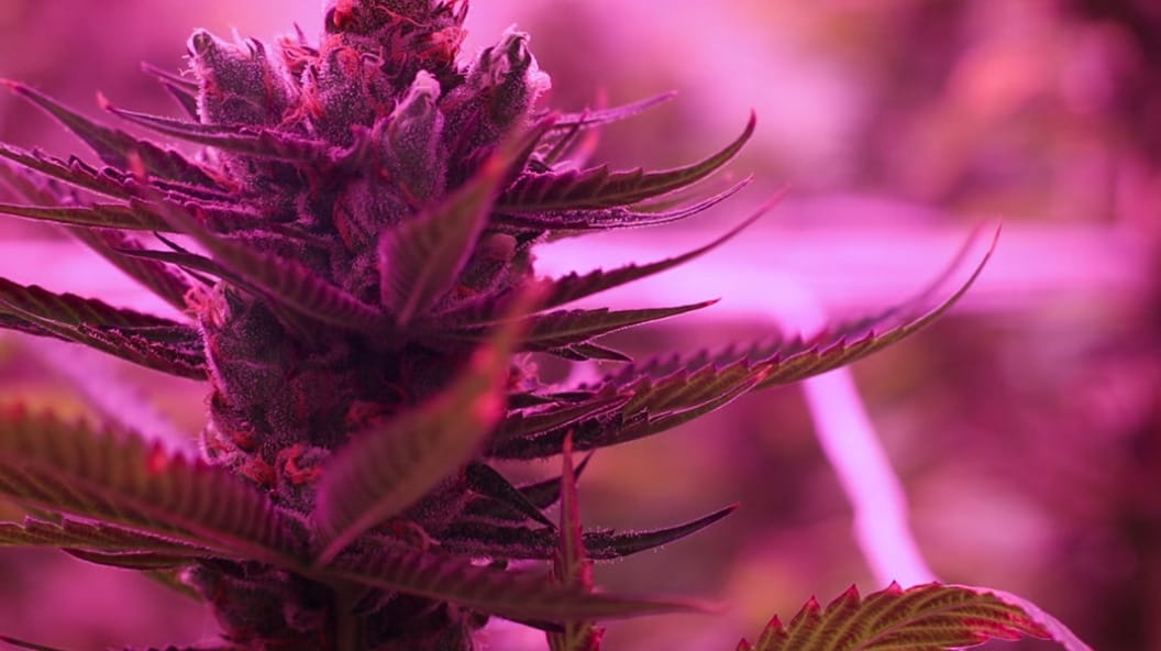 Positive Impact of Gibby's Garden on the Cannabis Industry