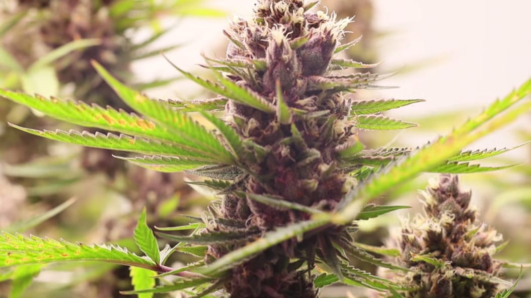 Gibby's Garden's Dedication and Passion to Producing Top-Quality Cannabis Products