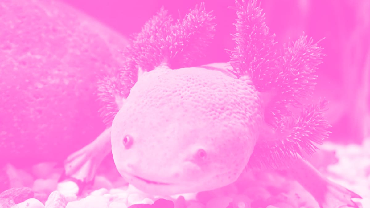 Axolotls have remarkable regenerative powers.