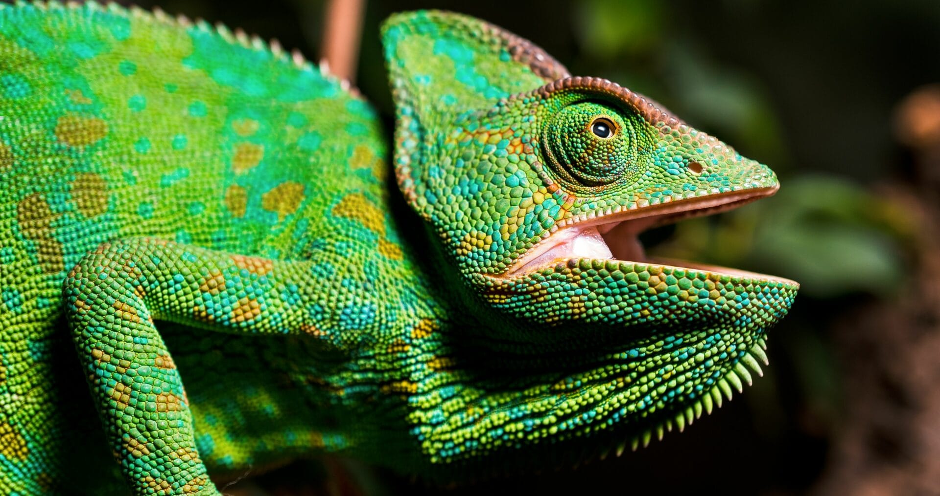 A closeup portrait of a beautiful Chameleon in green color