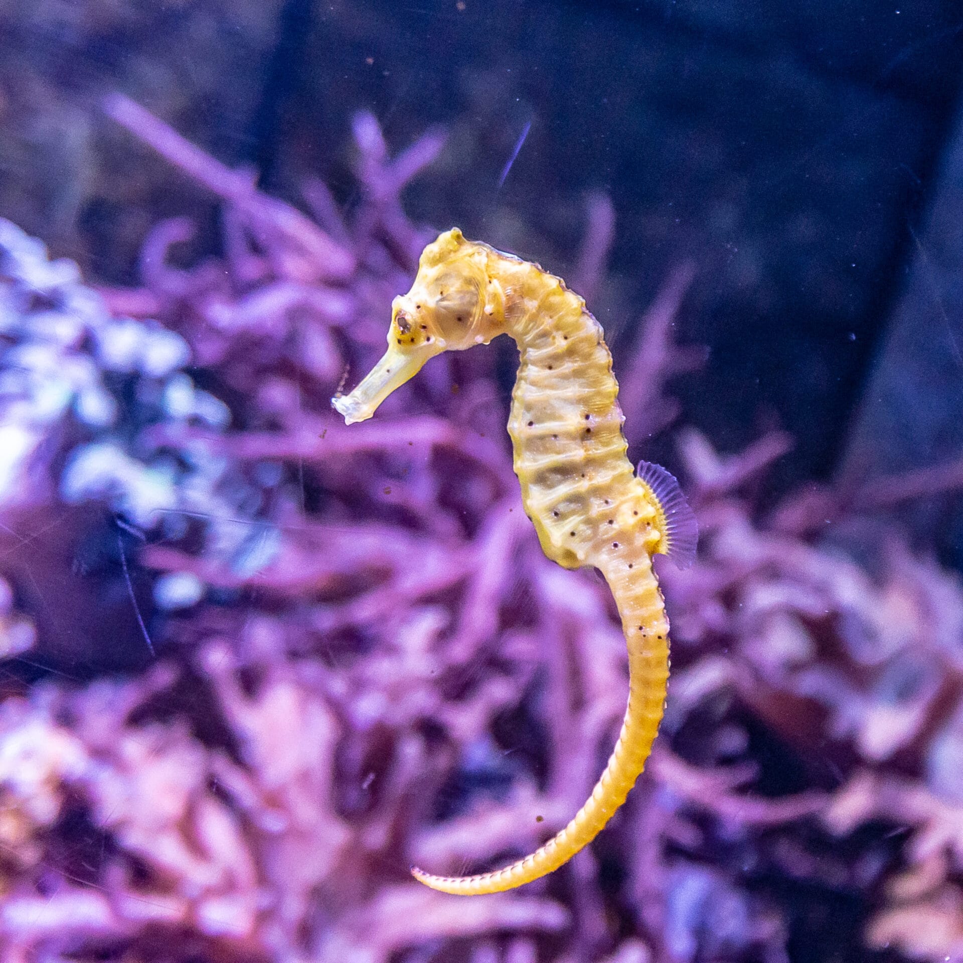 A closeup shot of beautiful seahorse