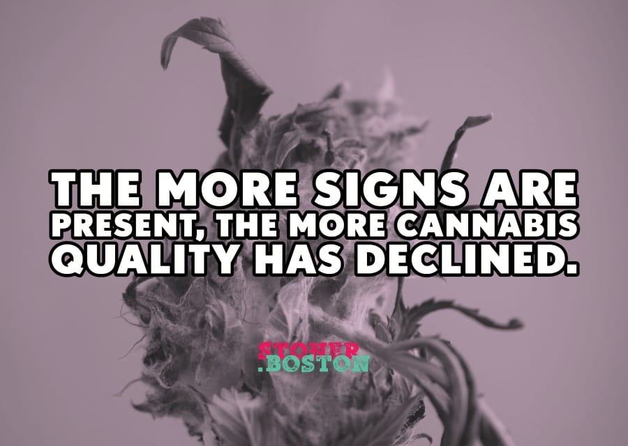 Check for signs cannabis quality decline.