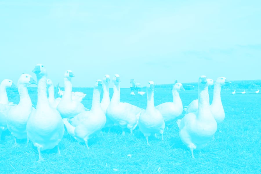 Competitive Duck Herding