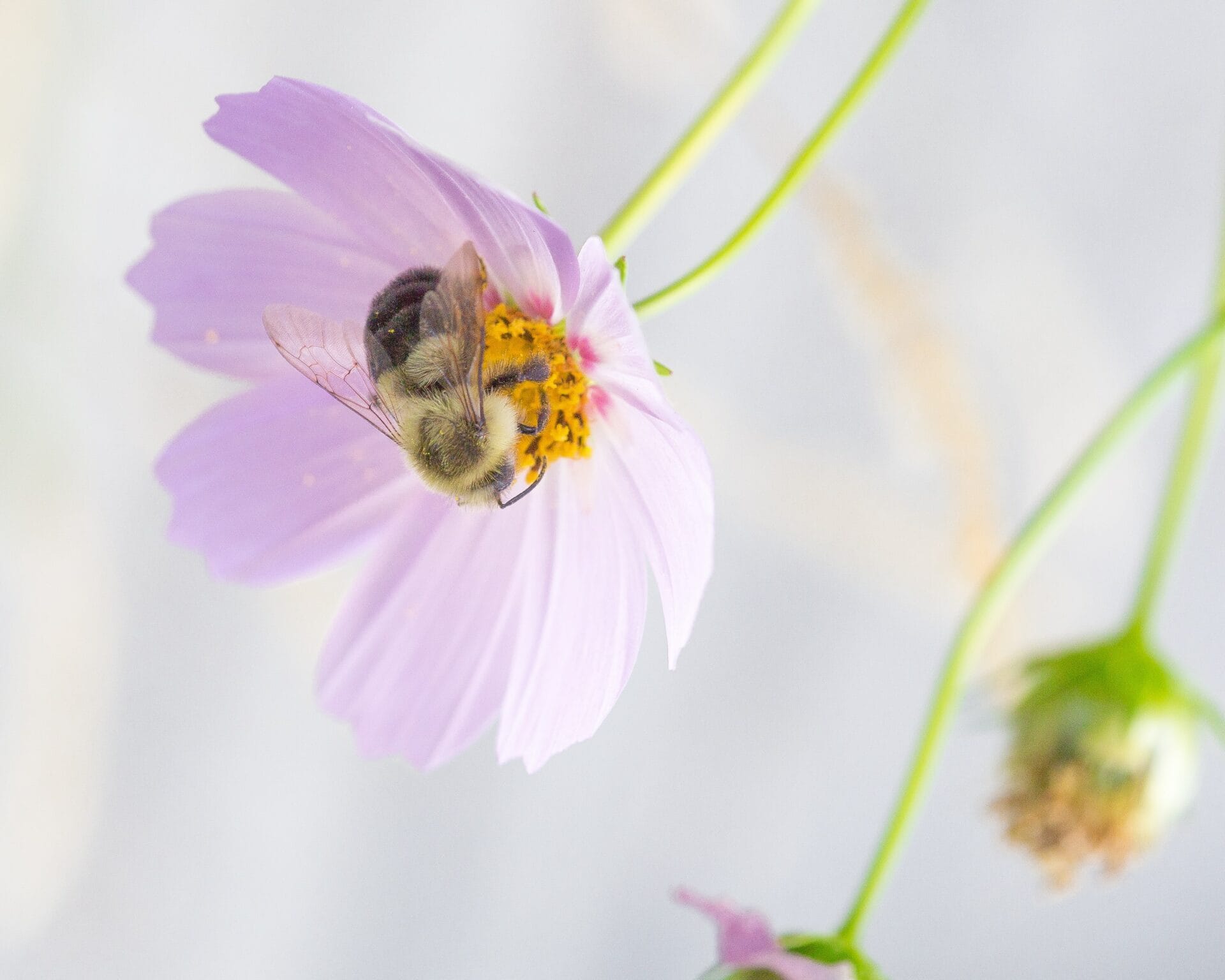 Plants produce these aromatic compounds to attract pollinators like insects.