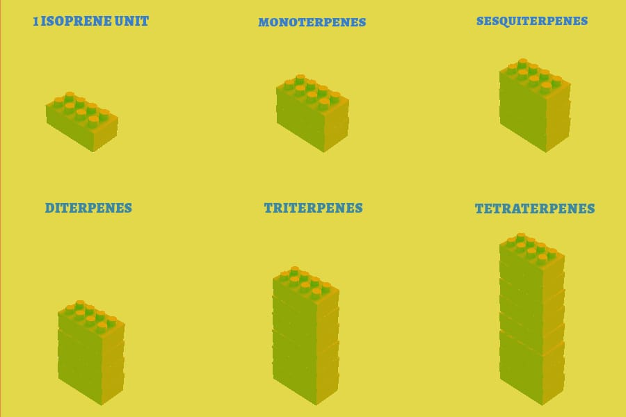 You know how we use LEGO blocks to build tall towers? Each type of tower here is like a different kind of chemical. And the blocks they're made of are called isoprene units. The more blocks, the bigger the tower! So, monoterpenes are like towers with 2 blocks, sesquiterpenes with 3 blocks, and so on.