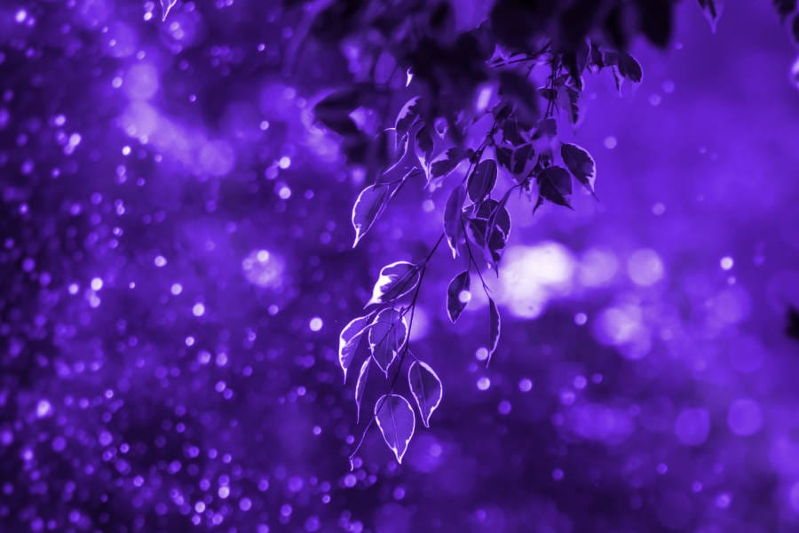 Terpenes_are_abundant_in_nature.jpg
