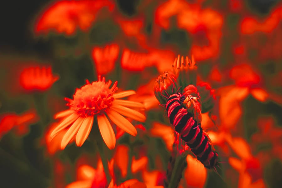 terpenes_natural_pesticides