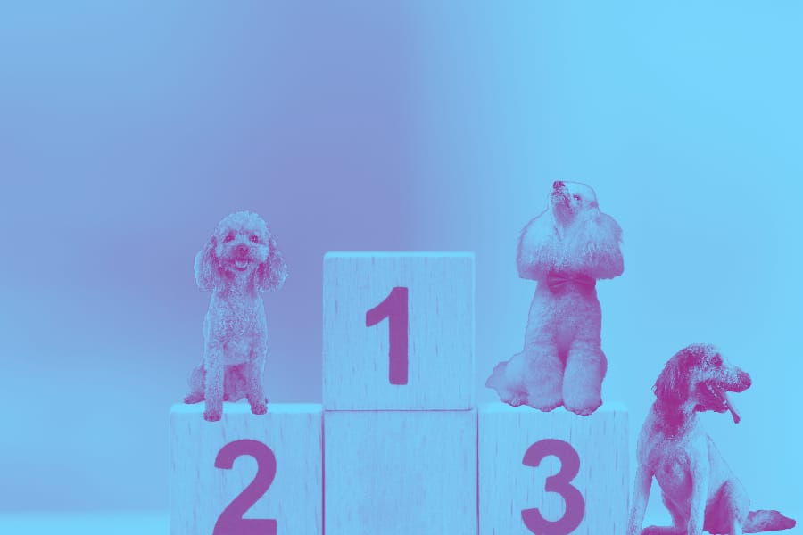 Unusual hobbies- competitive dog grooming.
