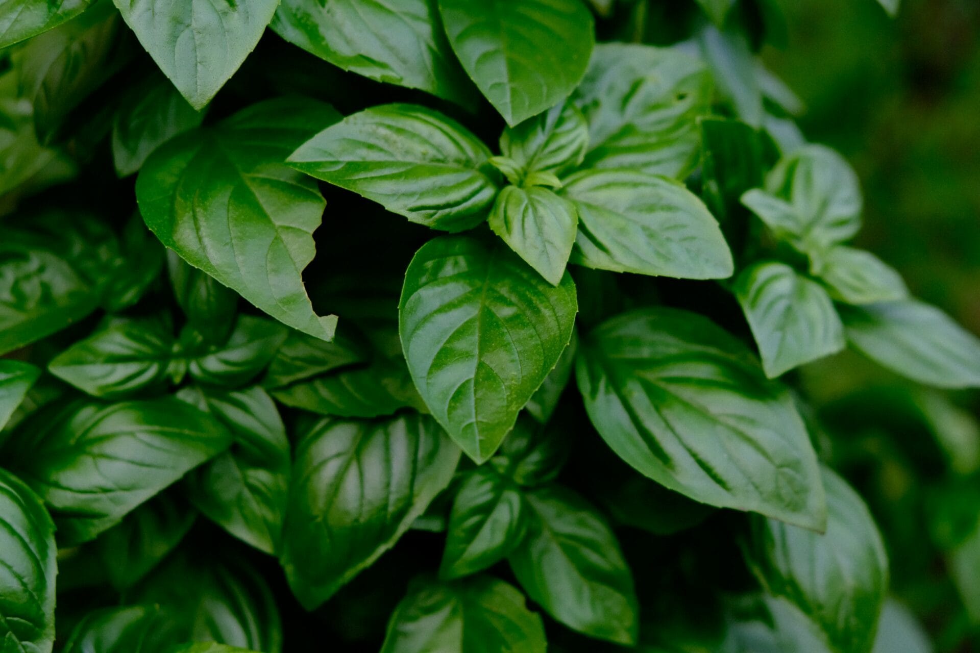 Pinene can be found in various common things, like basil, pine needles, and pine trees.