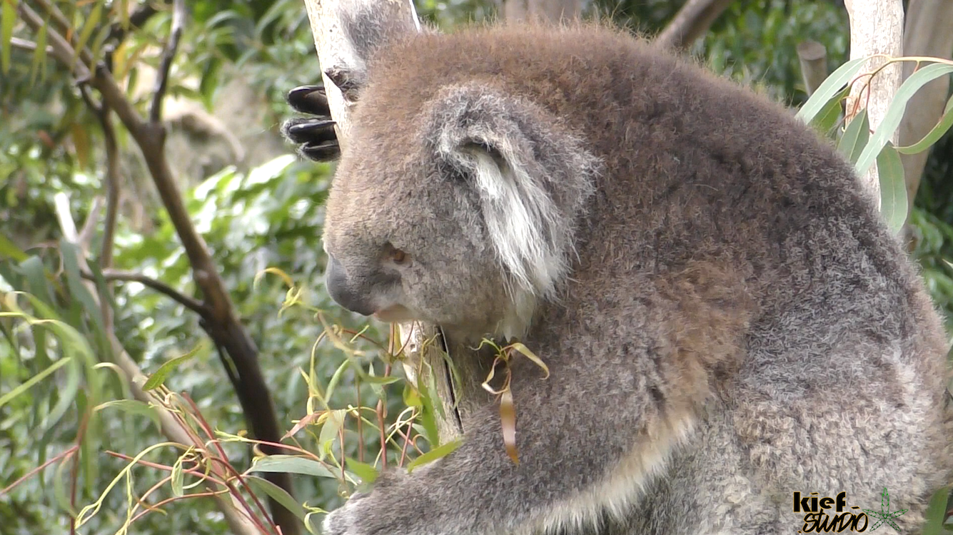 Koalas Get Baked