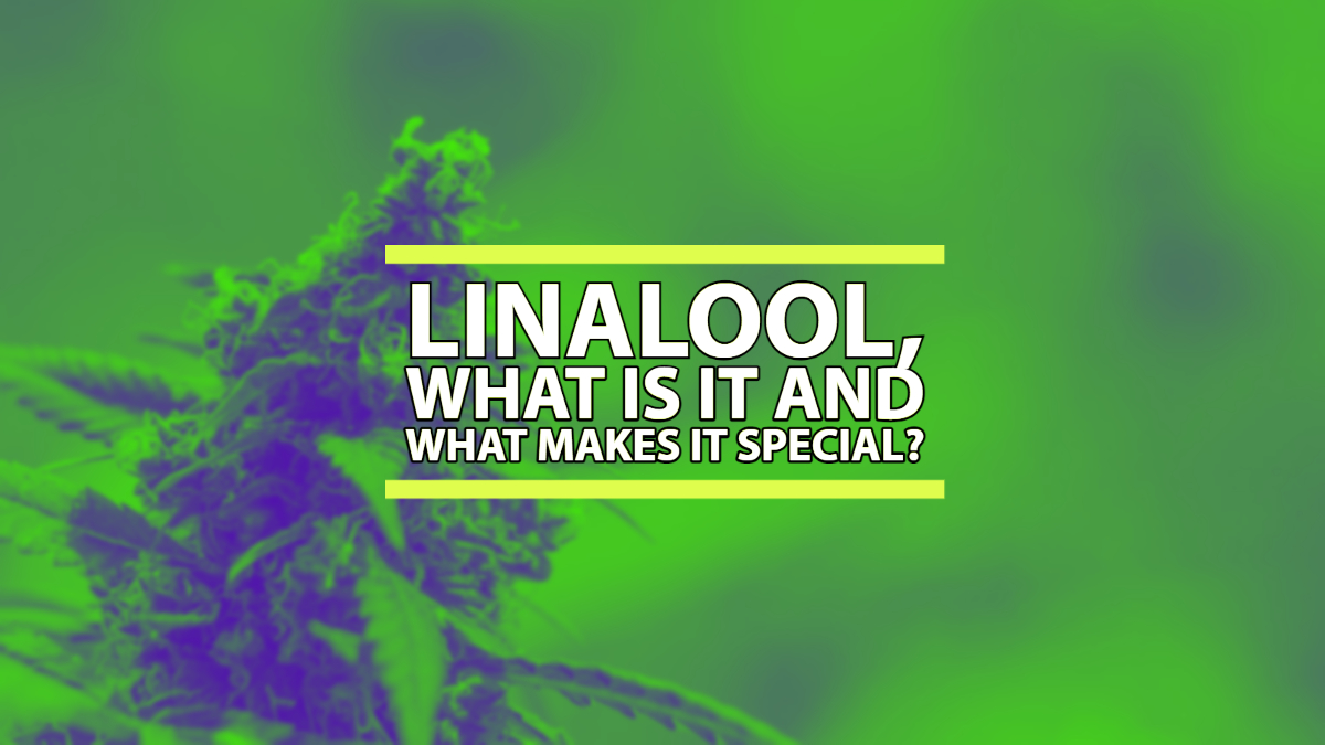 Linalool, what is it and what makes it special.