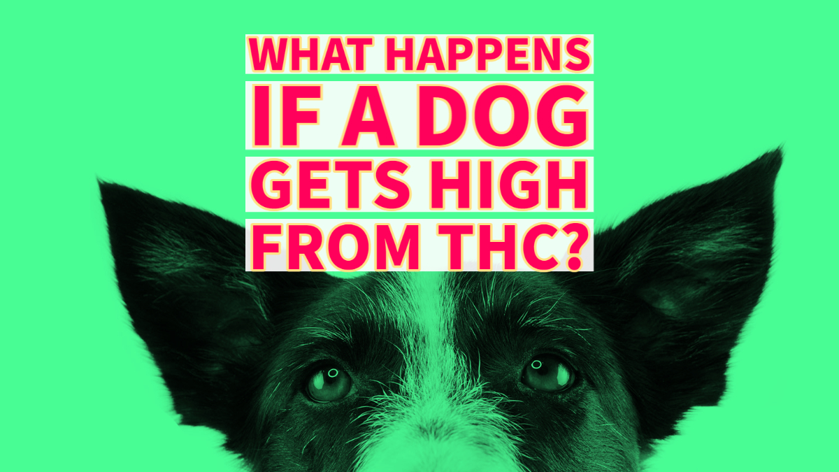 What Happens If A Dog Gets High From THC