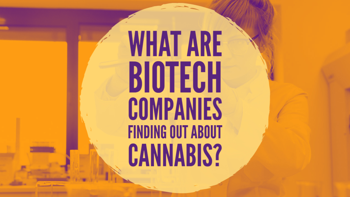 What Are Biotechnology Companies Finding Out About Cannabis