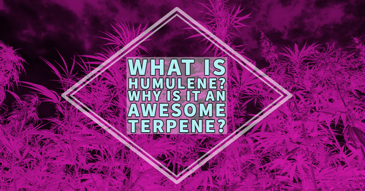 What is Humulene. Why is it an awesome terpene.