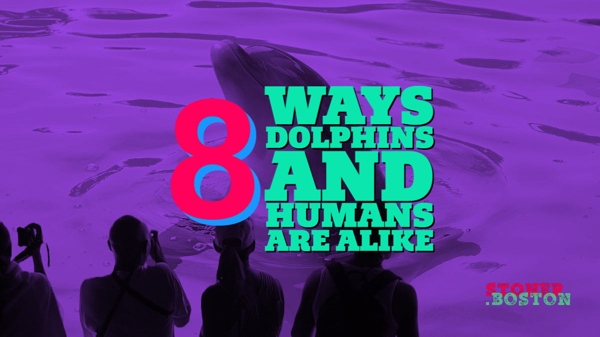 8 ways humans and dolphins are alike