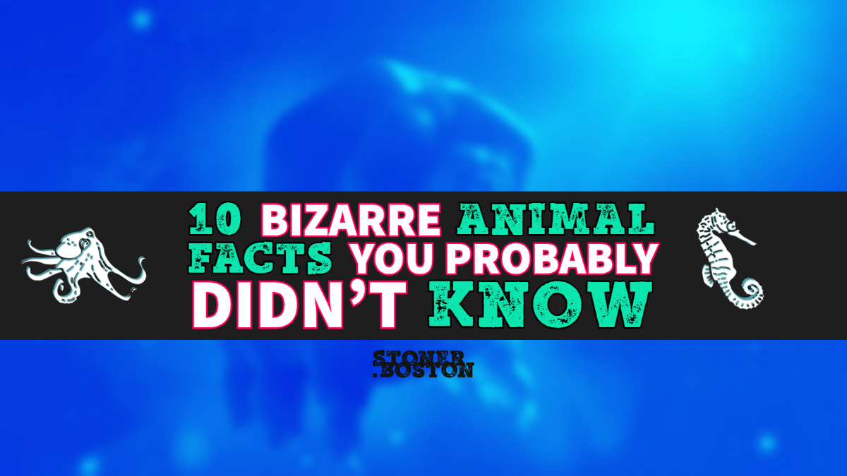 10 Bizarre Animal Facts