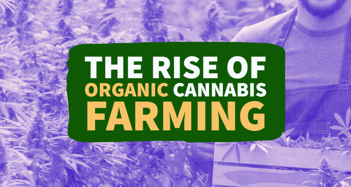 The Rise of Organic Cannabis Farming